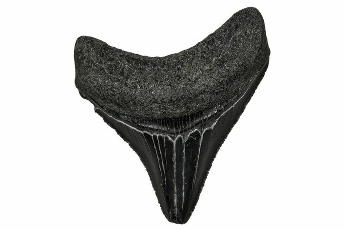 Serrated, Juvenile Megalodon Tooth - South Carolina #340635